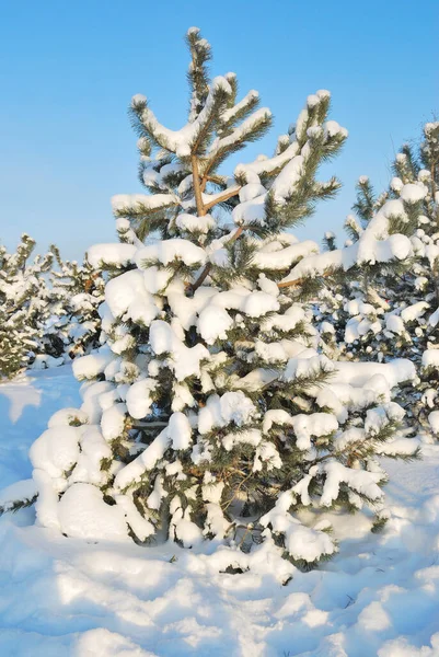 Egy Nagyon Szép Kis Fenyő Hóval Borítva Parkban Egy Napos — Stock Fotó