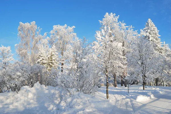 非常漂亮的公园 冬天有积雪覆盖的树 — 图库照片