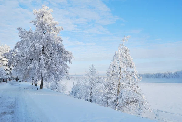 非常漂亮的公园 冬天有积雪覆盖的树 — 图库照片