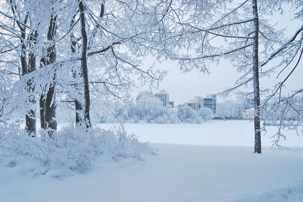 Ağaçların karla kaplı olduğu güzel kış parkı. 