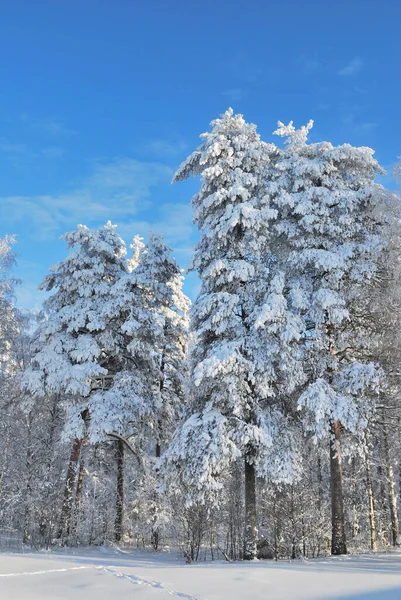 Finlande Très Beau Parc Avec Des Arbres Enneigés Imatra Hiver — Photo