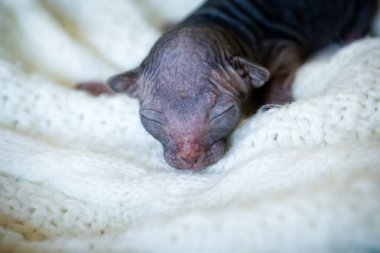 şirin yenidoğan sphynx kedi yavrusu