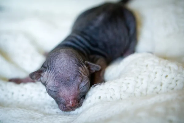 şirin yenidoğan sphynx kedi yavrusu