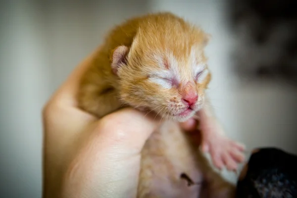新生的可爱小猫 — 图库照片