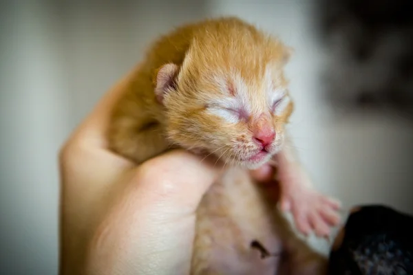 Cute newborn kitten — Stock Photo, Image