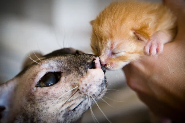 Newborn kitten with mommy — Stock Photo, Image