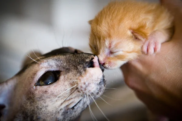 Neonato gattino con mamma Fotografia Stock
