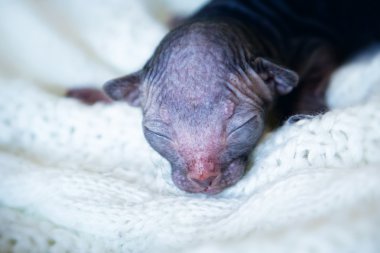 şirin yenidoğan sphynx kedi yavrusu