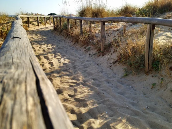 Βλάστηση και άμμο της παραλίας της Απουλίας — Φωτογραφία Αρχείου