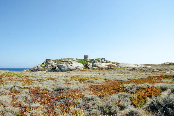 Erba di montagna dorata — Foto Stock