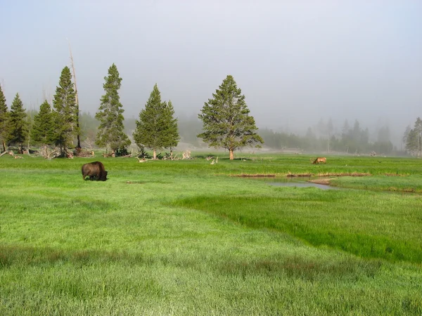 Wild bison in het nationaal park yellowstone in de zomer, Verenigde Staten — Stockfoto