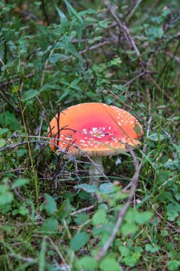 Kırmızı mantar çim - İtalya