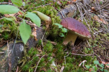 Porcino - çalılar boletus taze mantar