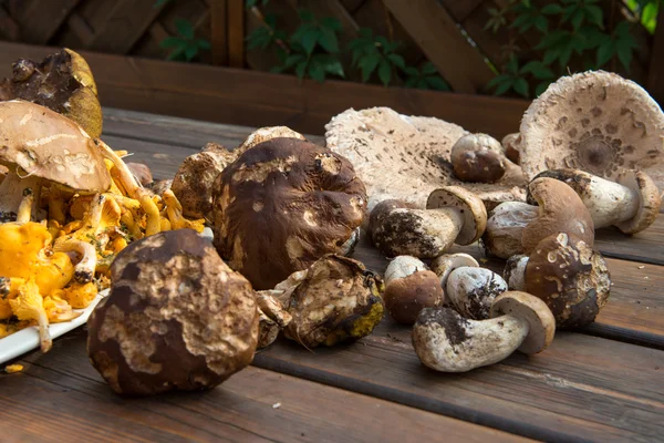 Cogumelos Boletus - Dolomitas — Fotografia de Stock
