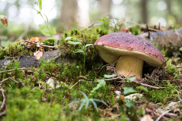 Cogumelo Boletus edulis (Porcini, Porcino, Cepe, Steinpilz ) — Fotografia de Stock