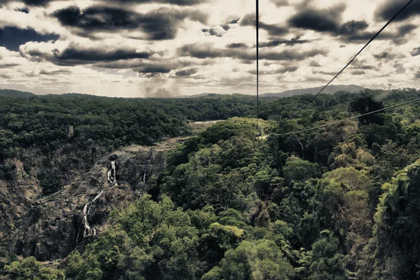 Vegetazione della foresta di Daintree nel Queensland — Foto Stock