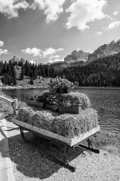 Çiçek renklerinin dolomites yaz sezonu - İtalya — Stok fotoğraf