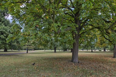 St james park ve bitki örtüsü - Londra