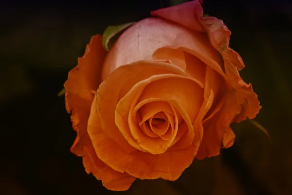Red Rose, Italia — Stok Foto