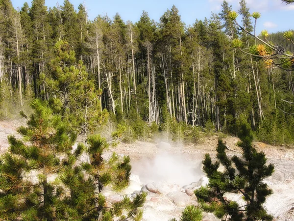 Geyser de pedra amarelada — Fotografia de Stock