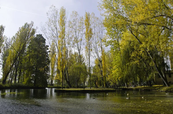 Vegetation av fonti del clitunno park i Umbrien — Stockfoto