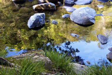 mossman gorge, queensland bitki örtüsü