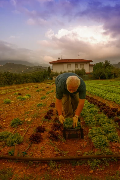 Dumny rolnika uprawiającego warzywa w ogrodzie — Zdjęcie stockowe