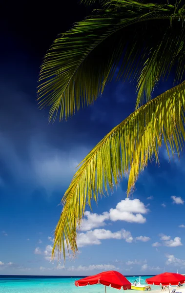 Palmy i karaibskiej kolorystyce — Zdjęcie stockowe