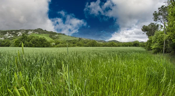 Groen veld onder blauwe hemel. prachtige natuur achtergrond — Stockfoto