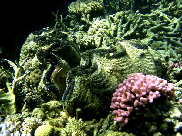 Scena subacquea di grande barriera corallina — Foto Stock