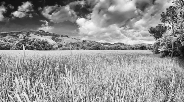 Grüne Wiese unter blauem Himmel. schöne Natur Hintergrund — Stockfoto