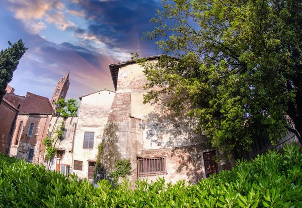 Typische Häuser von Pisa und Vegetation — Stockfoto