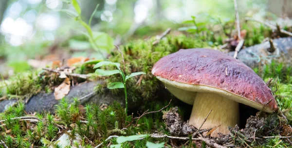 Cogumelo Boletus edulis (Porcini, Porcino, Cepe, Steinpilz ) — Fotografia de Stock