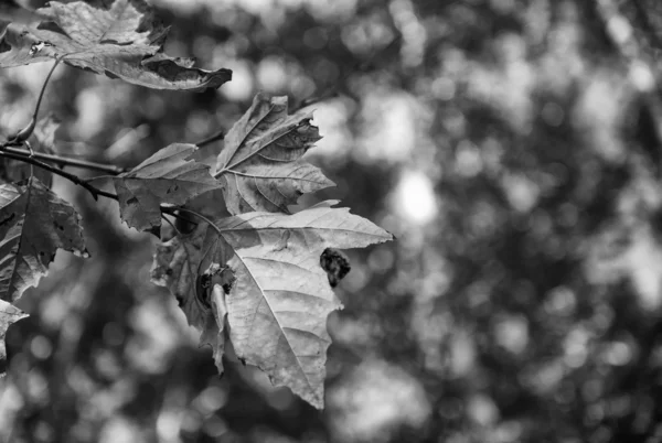 Arka plan ağaç ile sonbahar yaprakları — Stok fotoğraf