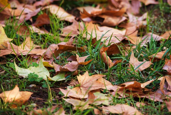 Hojas de otoño en la hierba —  Fotos de Stock