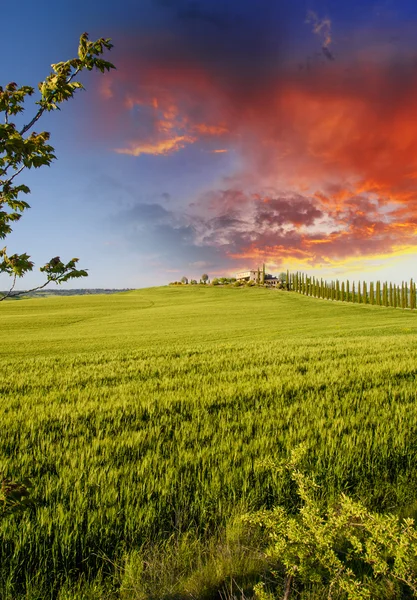 Landscape and Meadows of Tuscany, Spring Season — Stock Photo, Image