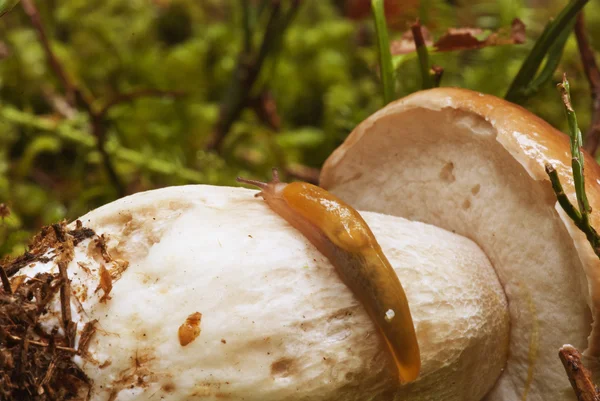 蜗牛在牛肝菌蘑菇上移动 — 图库照片