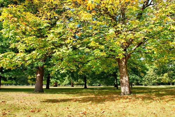 St james park en vegetatie - Londen — Stockfoto