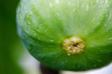 Yeşil incir ağacı, Toskana üzerinde