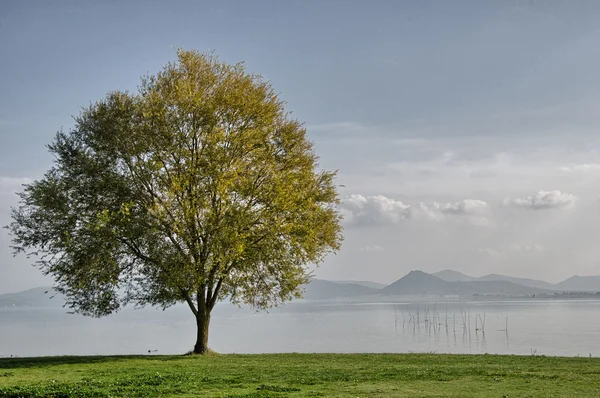 Eenzame boom op gras geïsoleerd op een blauwe hemelachtergrond met cl — Stockfoto
