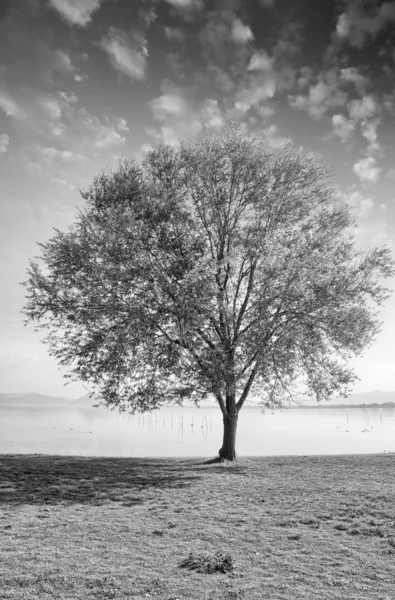 Árvore solitária na grama isolada em um fundo céu azul com cl — Fotografia de Stock