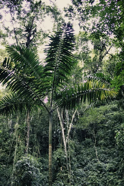 Paisaje típico en Ocho Ríos — Foto de Stock