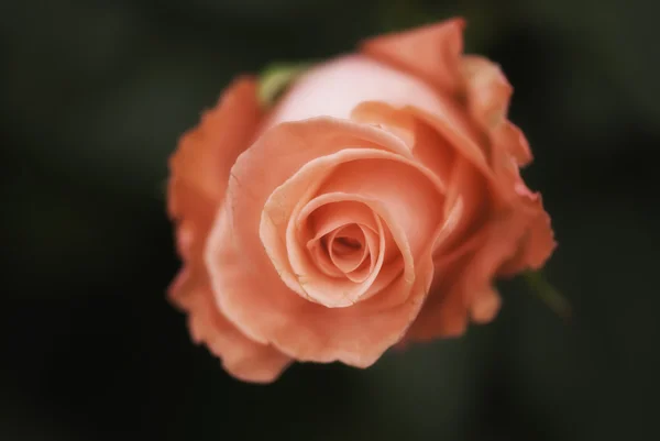 Red Rose, Italia — Stok Foto