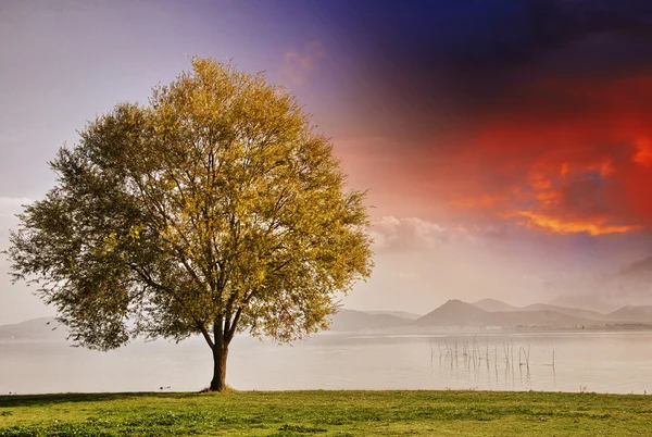 Красивый вид на изолированное дерево на драматическом фоне неба — стоковое фото