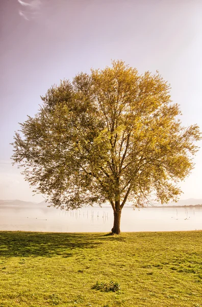 Einsamer Baum auf Gras isoliert auf blauem Himmel Hintergrund — Stockfoto