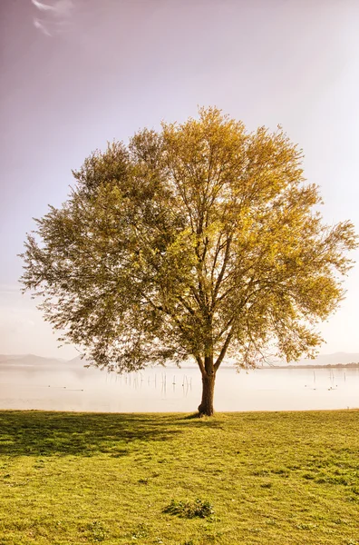 Árbol solitario sobre hierba aislado sobre un fondo de cielo azul — Foto de Stock