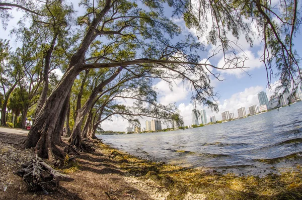 Árboles y vegetación en un hermoso parque — Foto de Stock