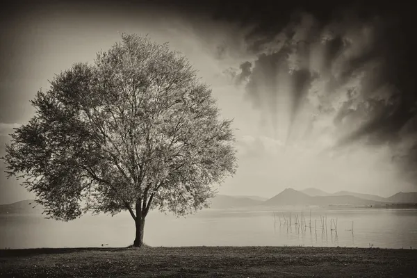 Hermosa vista del árbol aislado en el cielo de fondo dramático — Foto de Stock