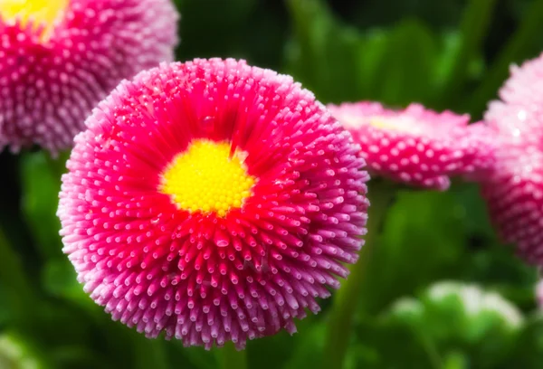 Květiny na Cannes Garden — Stock fotografie