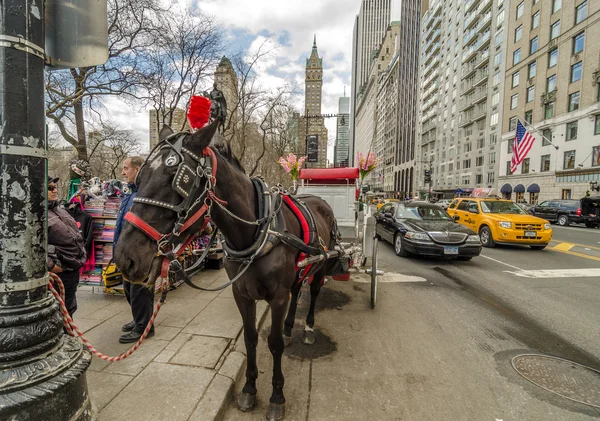 NEW YORK - MAR 4: Cal și trăsură la Central Park, 4 martie 2 — Fotografie, imagine de stoc